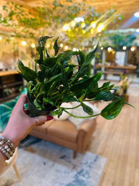 4" Pothos Shangri La