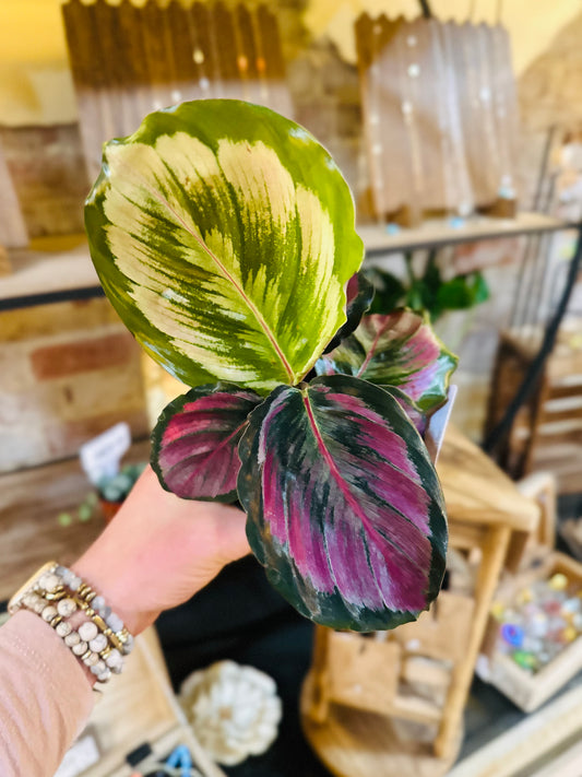 4" Calathea Medallion