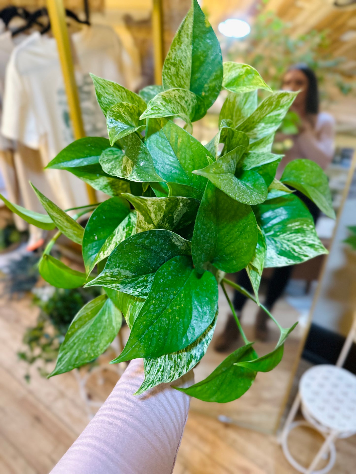6" Marble Queen Pothos