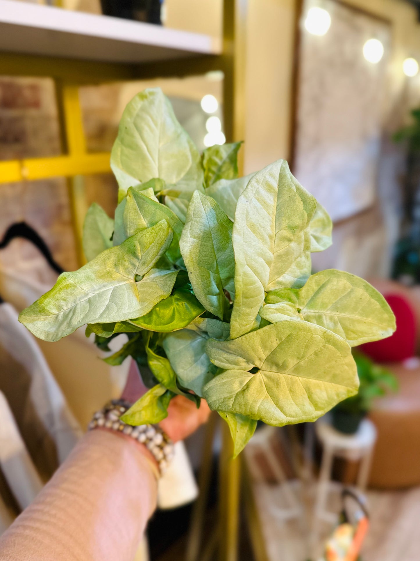 4" Syngonium White Butterfly