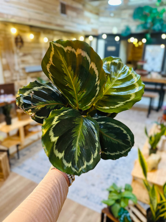 6" Calathea Medallion