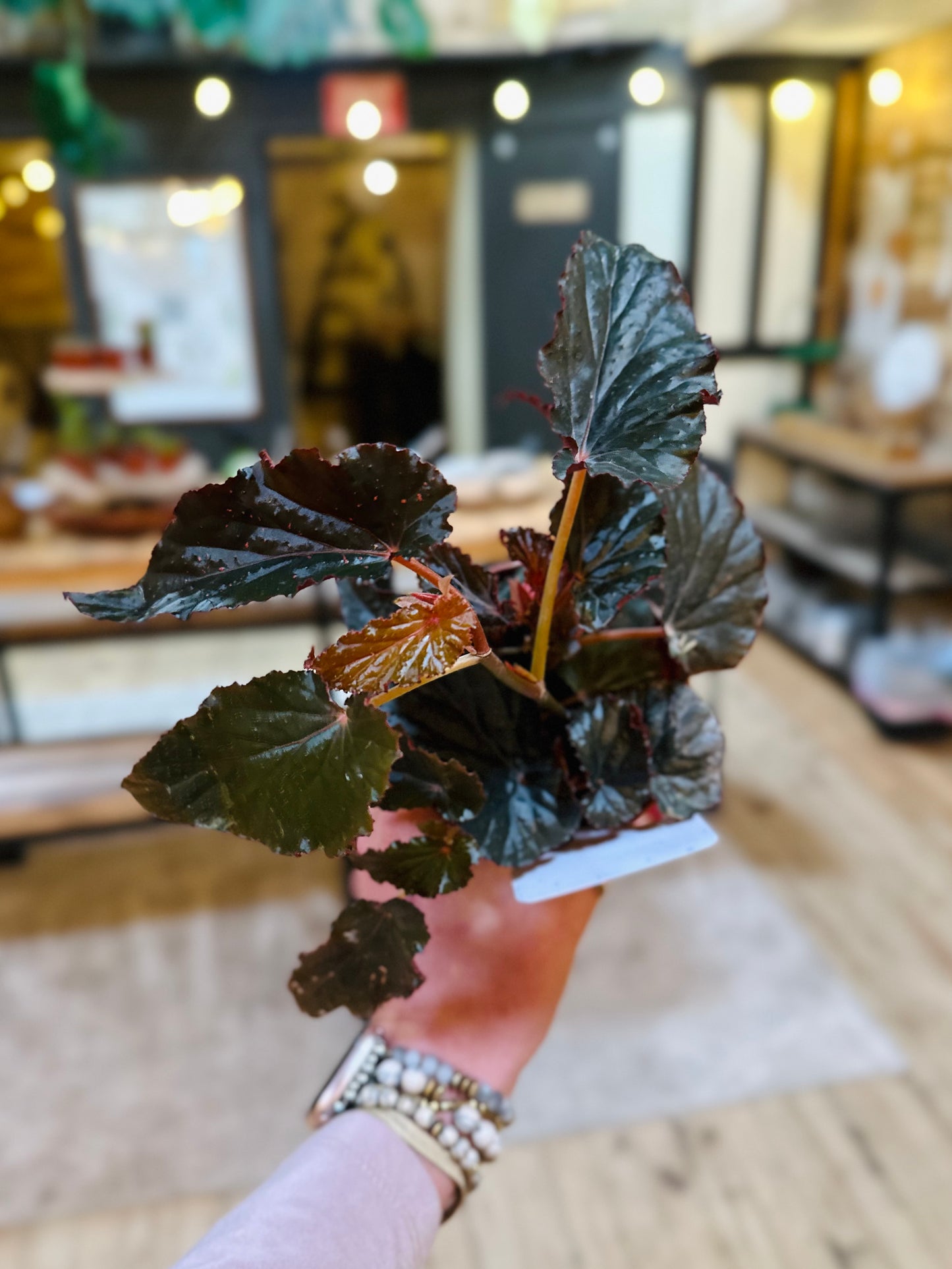 4" Begonia