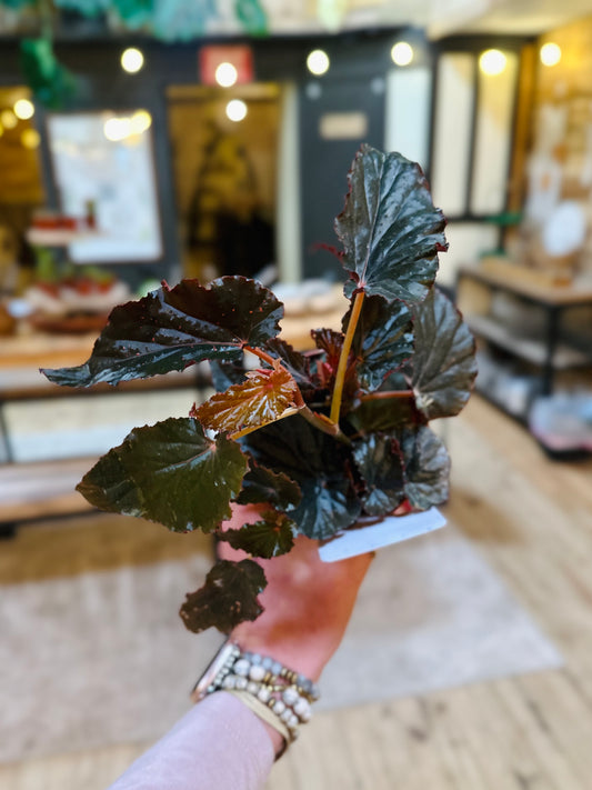 4" Begonia