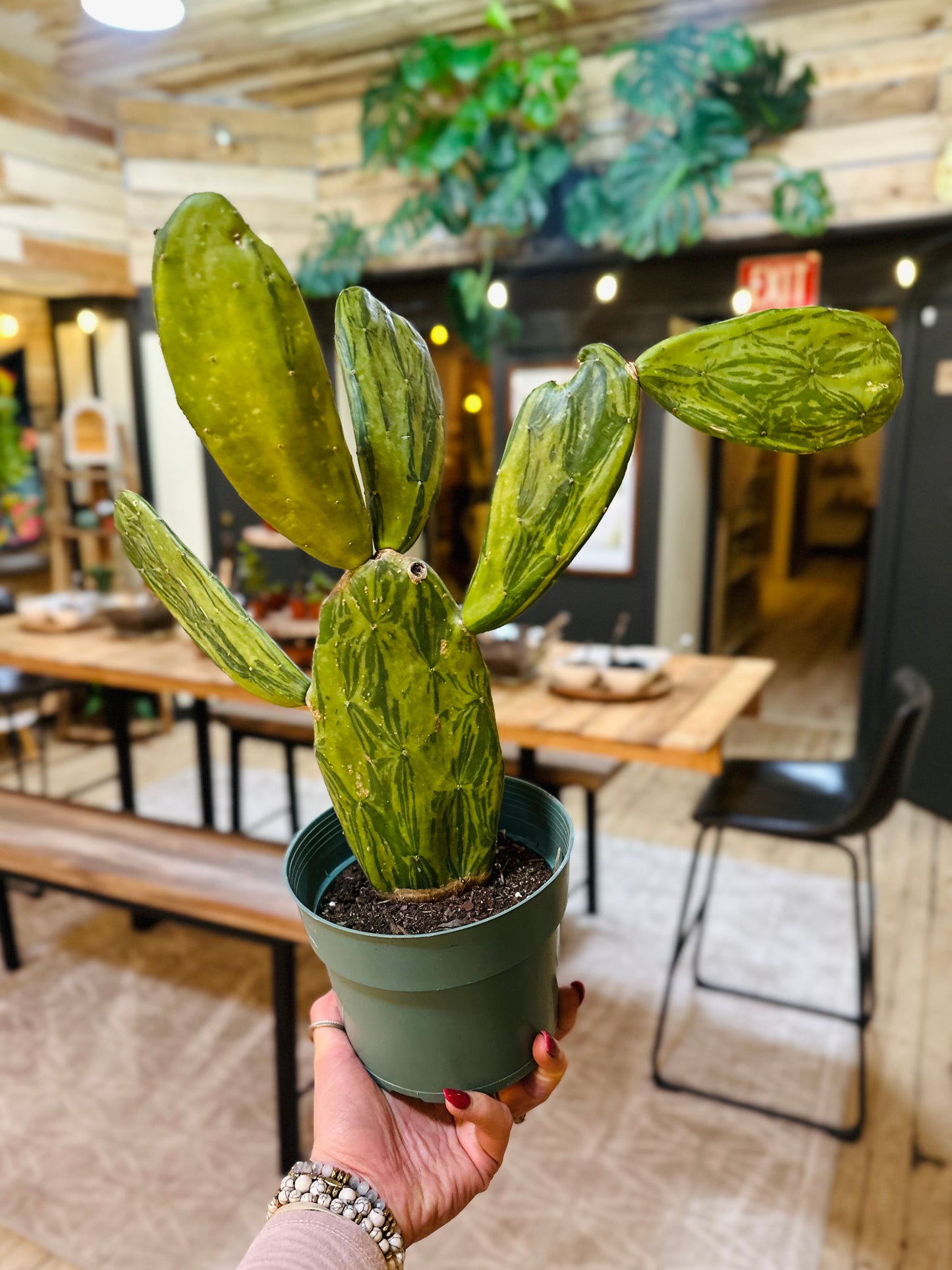 6" Variegated Prickly Pear Cactus