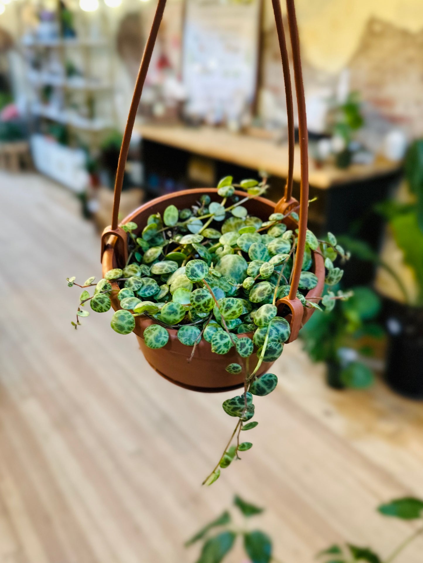 4" String of Turtles Basket