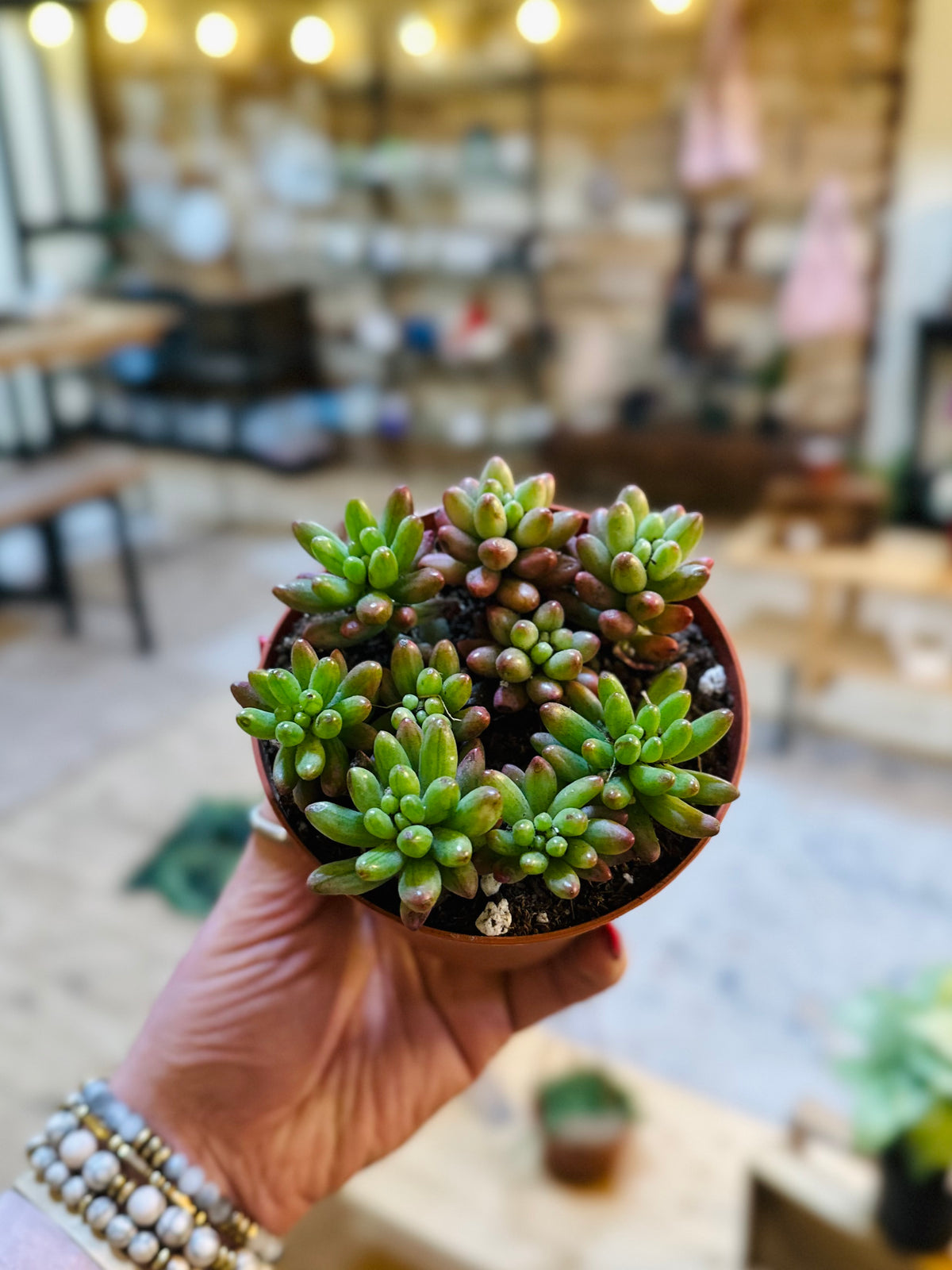4" Jelly Bean