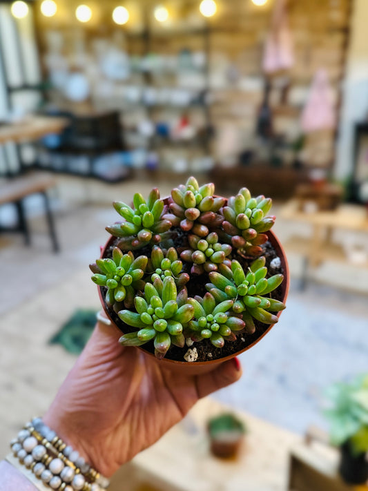 4" Jelly Bean