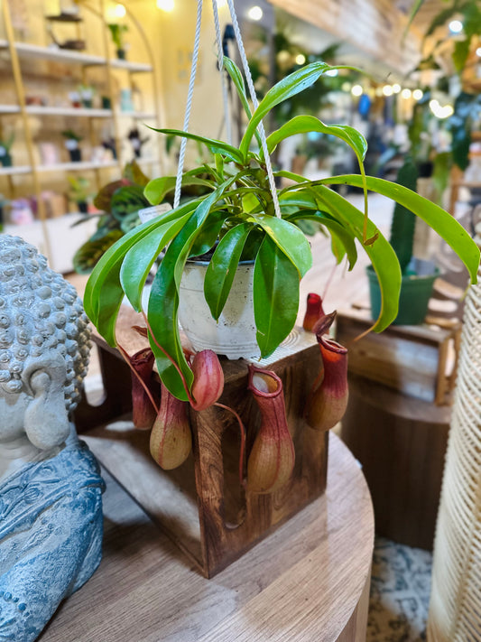 6" Nepenthes Pitcher Plant Basket
