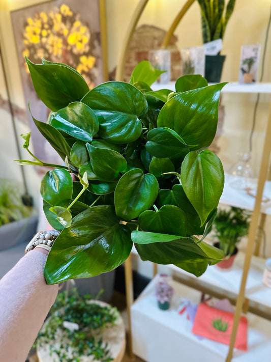 6" Philodendron Heartleaf