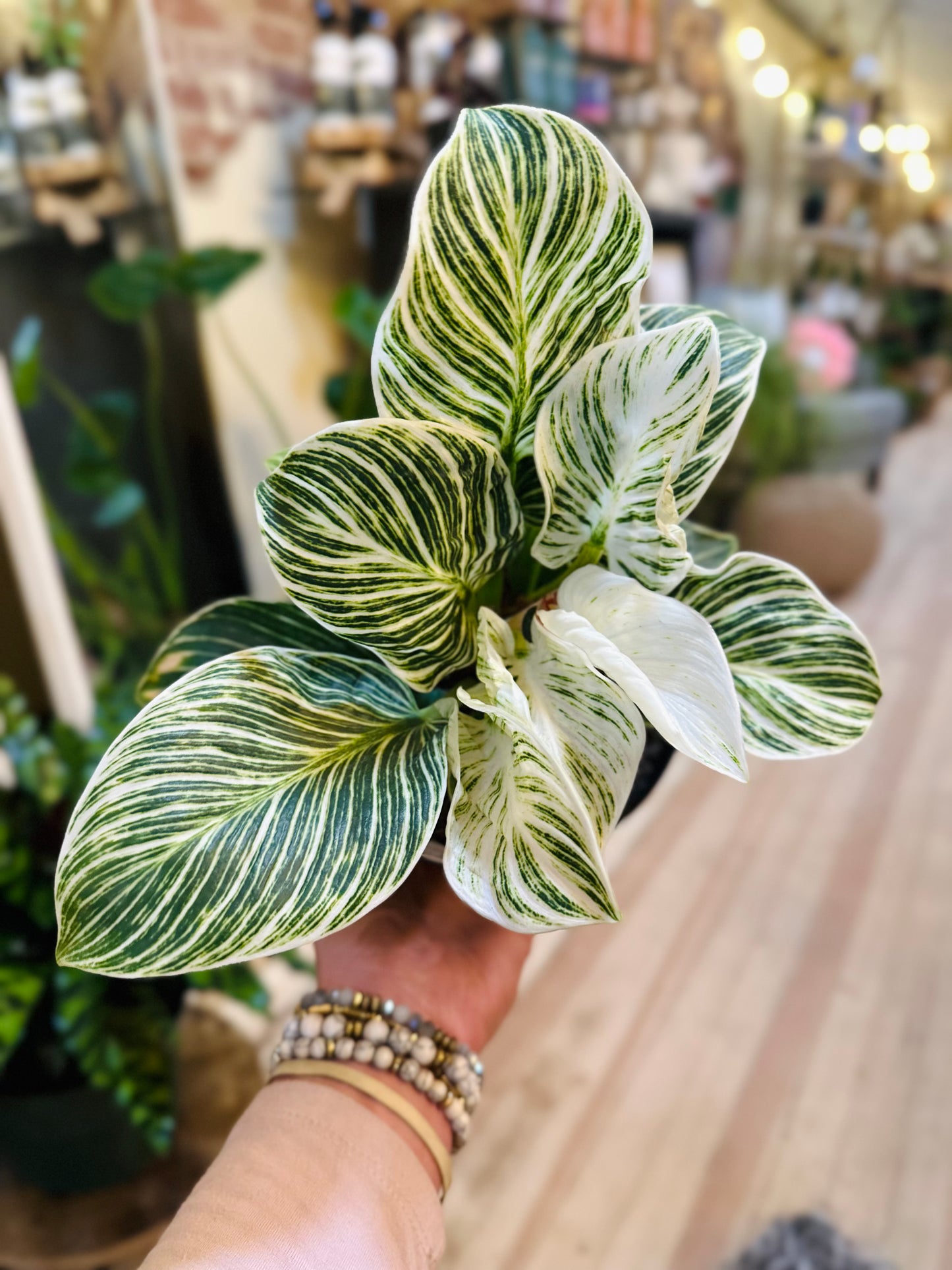 6" Philodendron Birkin