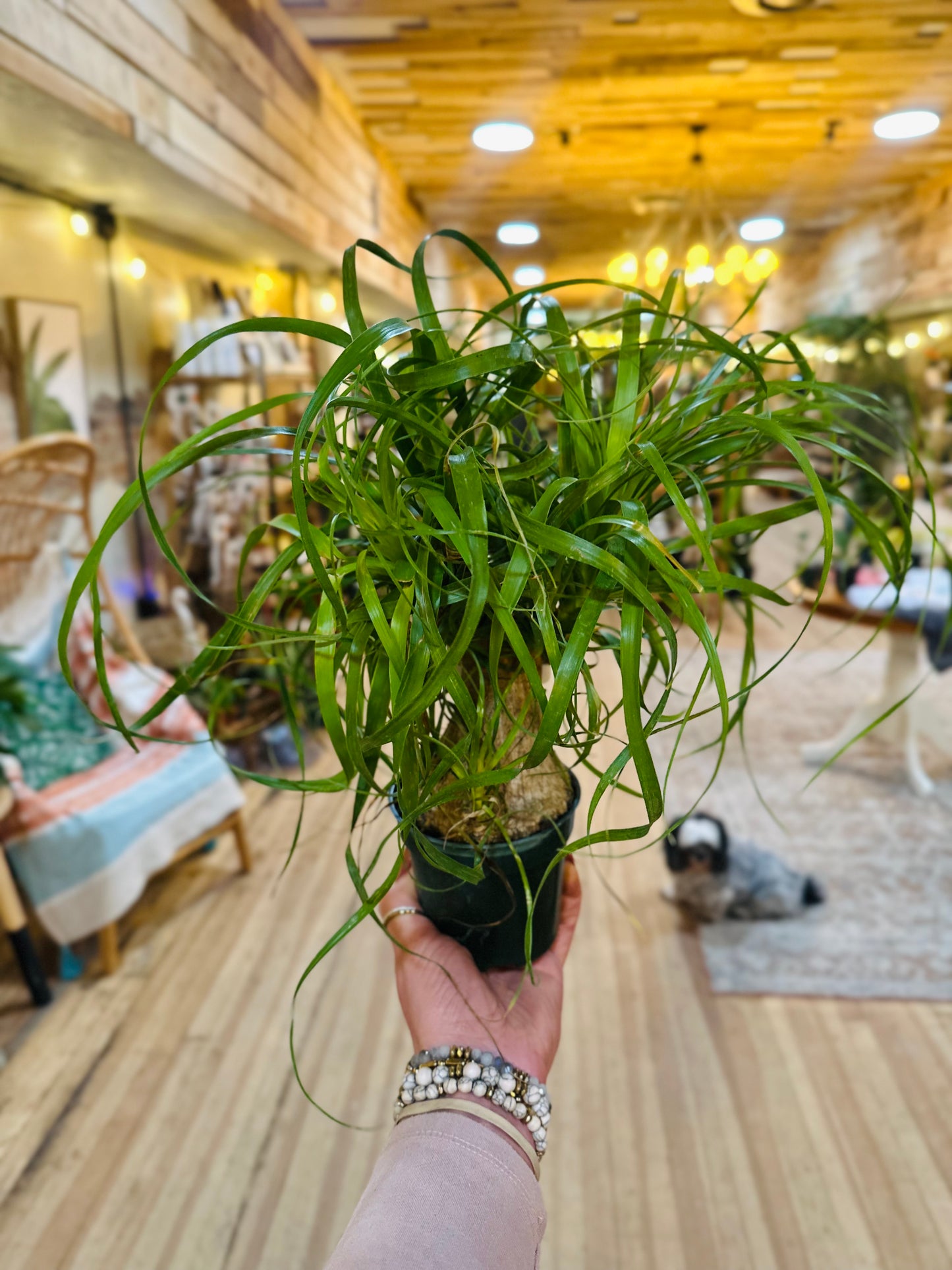 4" Ponytail Palm