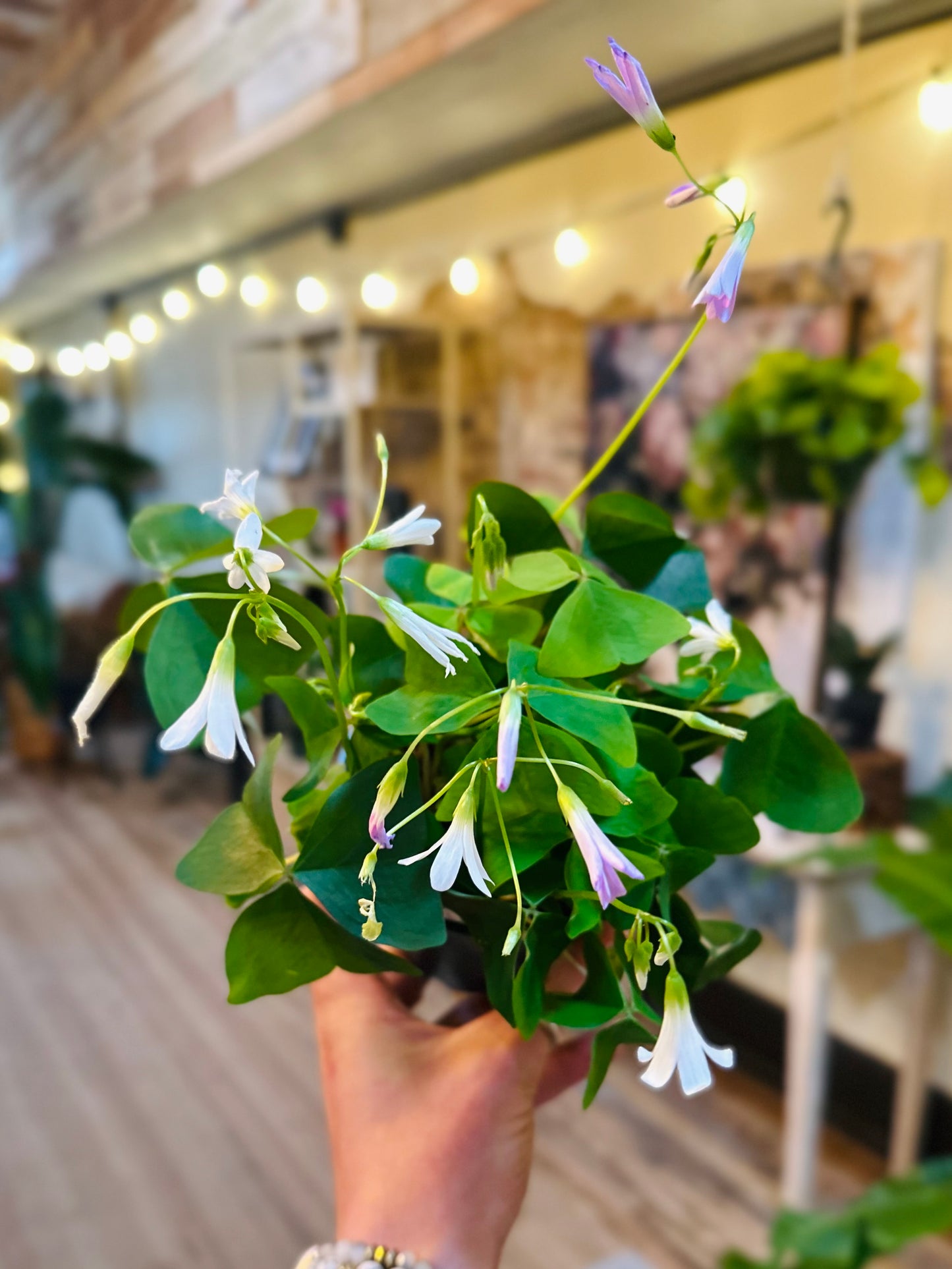 4" Oxalis Green