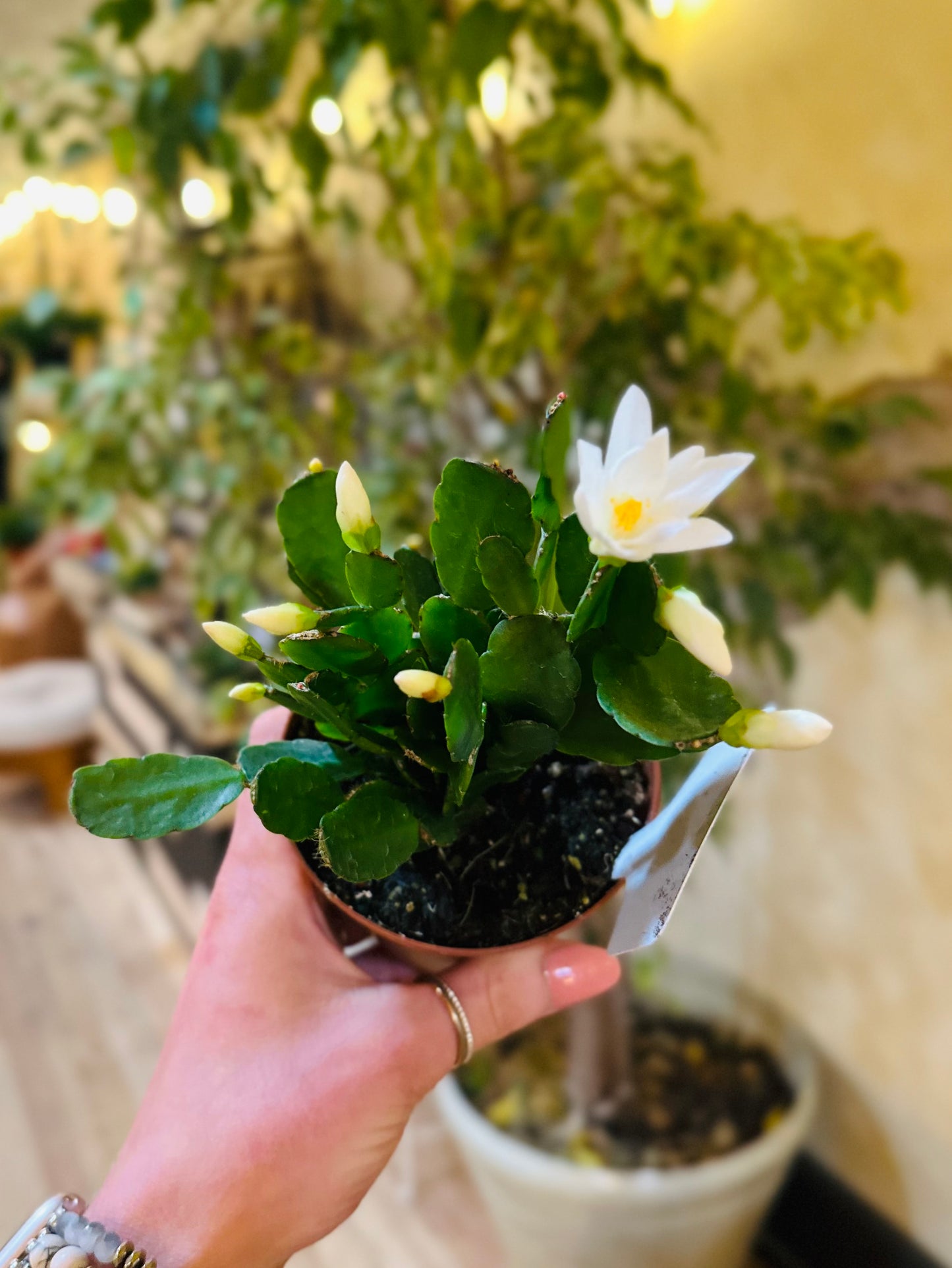 4" Holiday Cactus