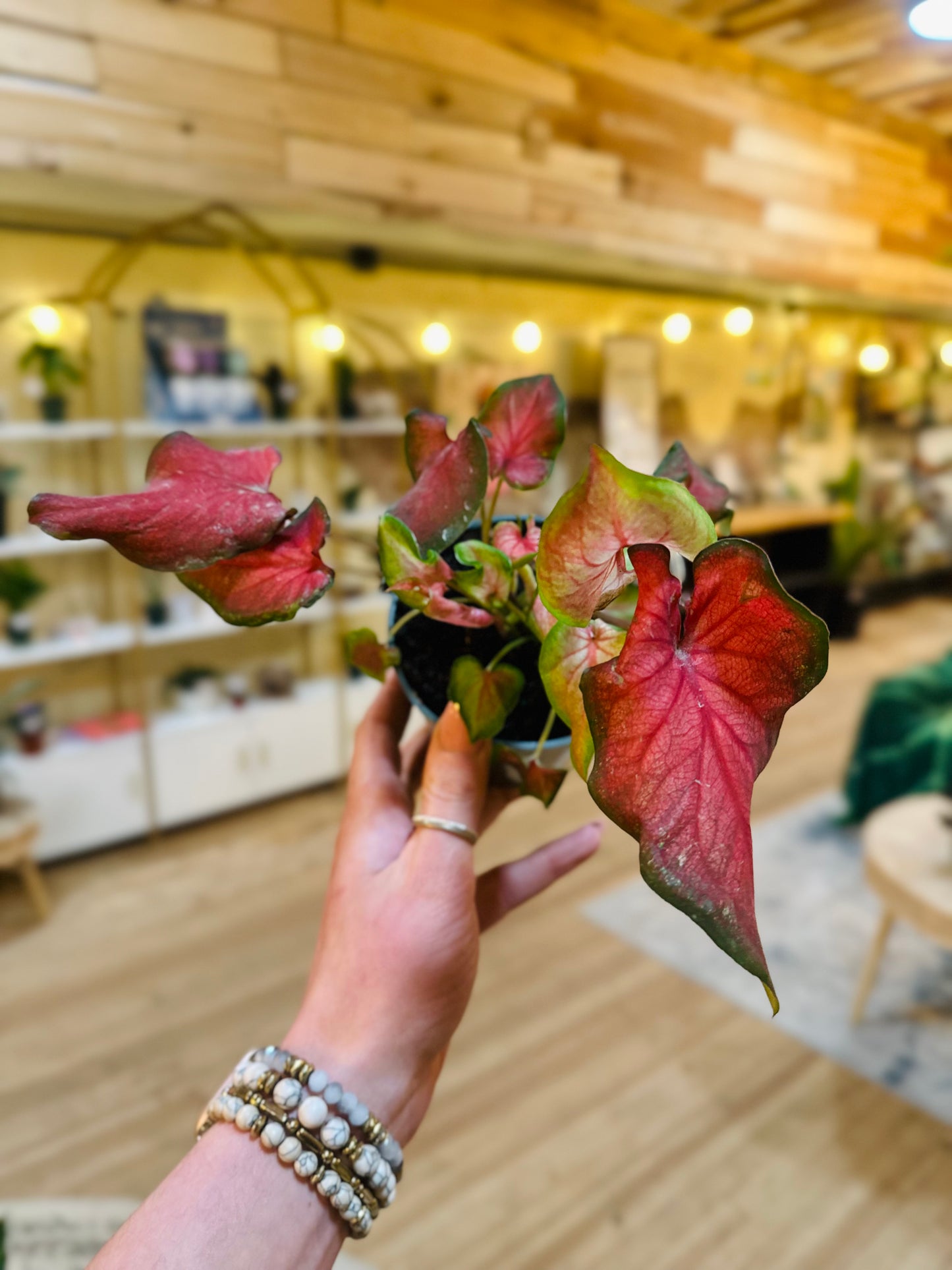 4" Caladium Fairytale Princess