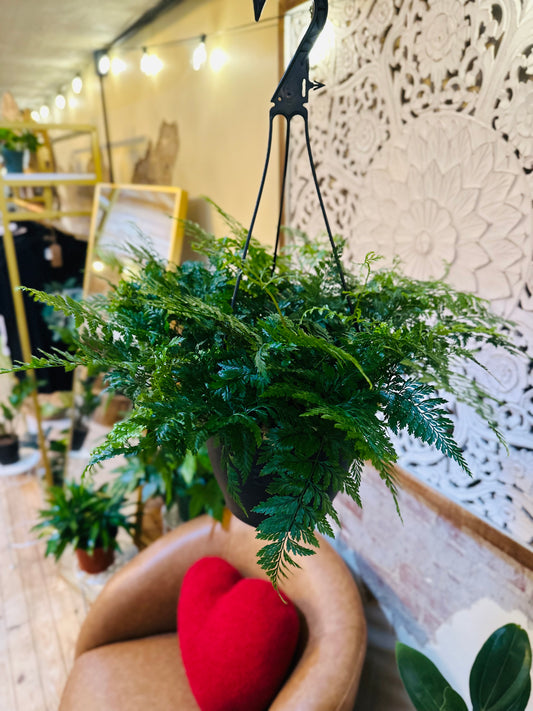 8" Rabbits Foot Fern Basket