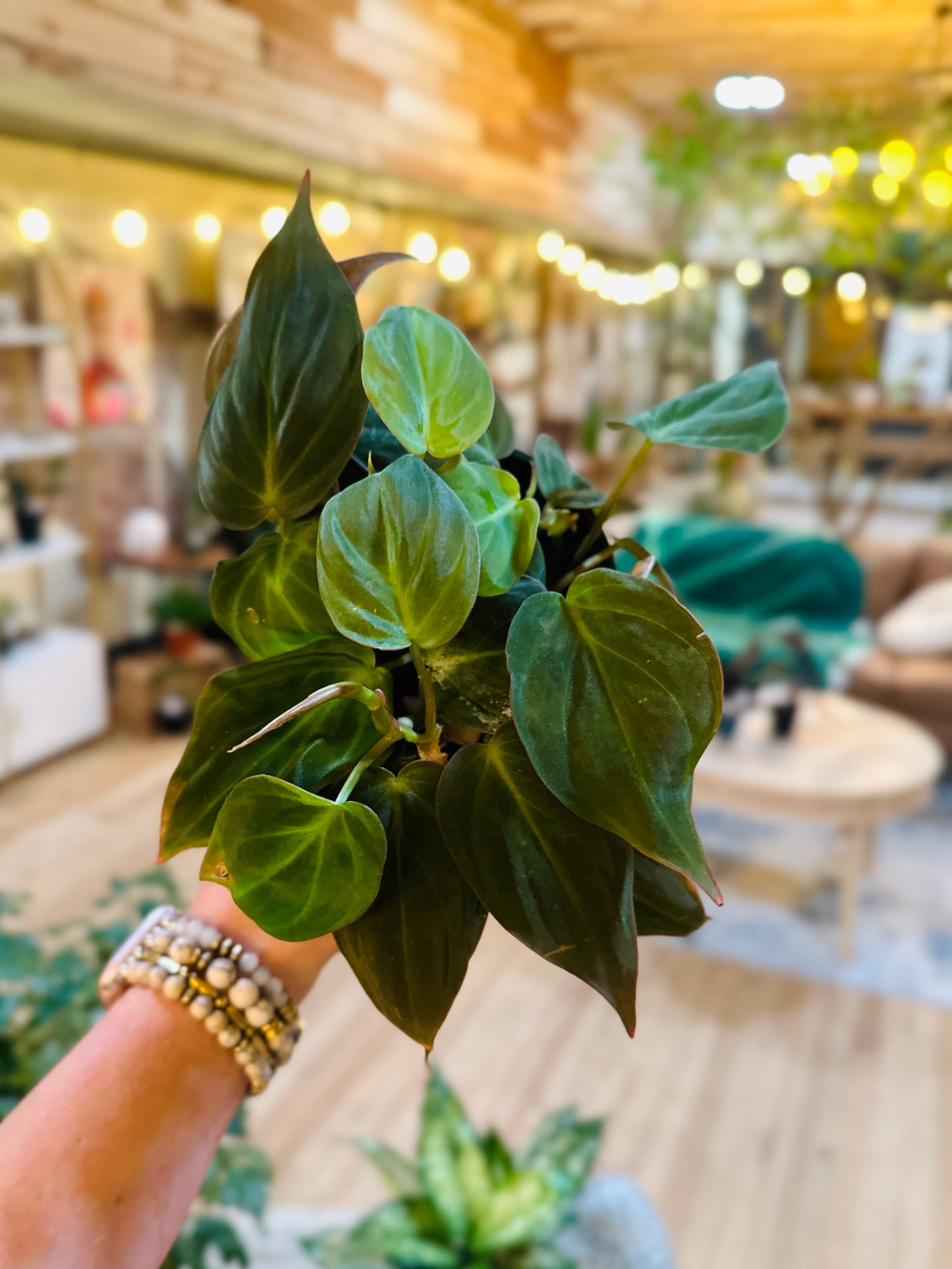 4" Philodendron Micans