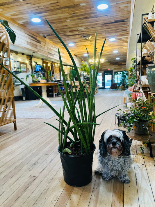 8" Cylindrical Snake Plant
