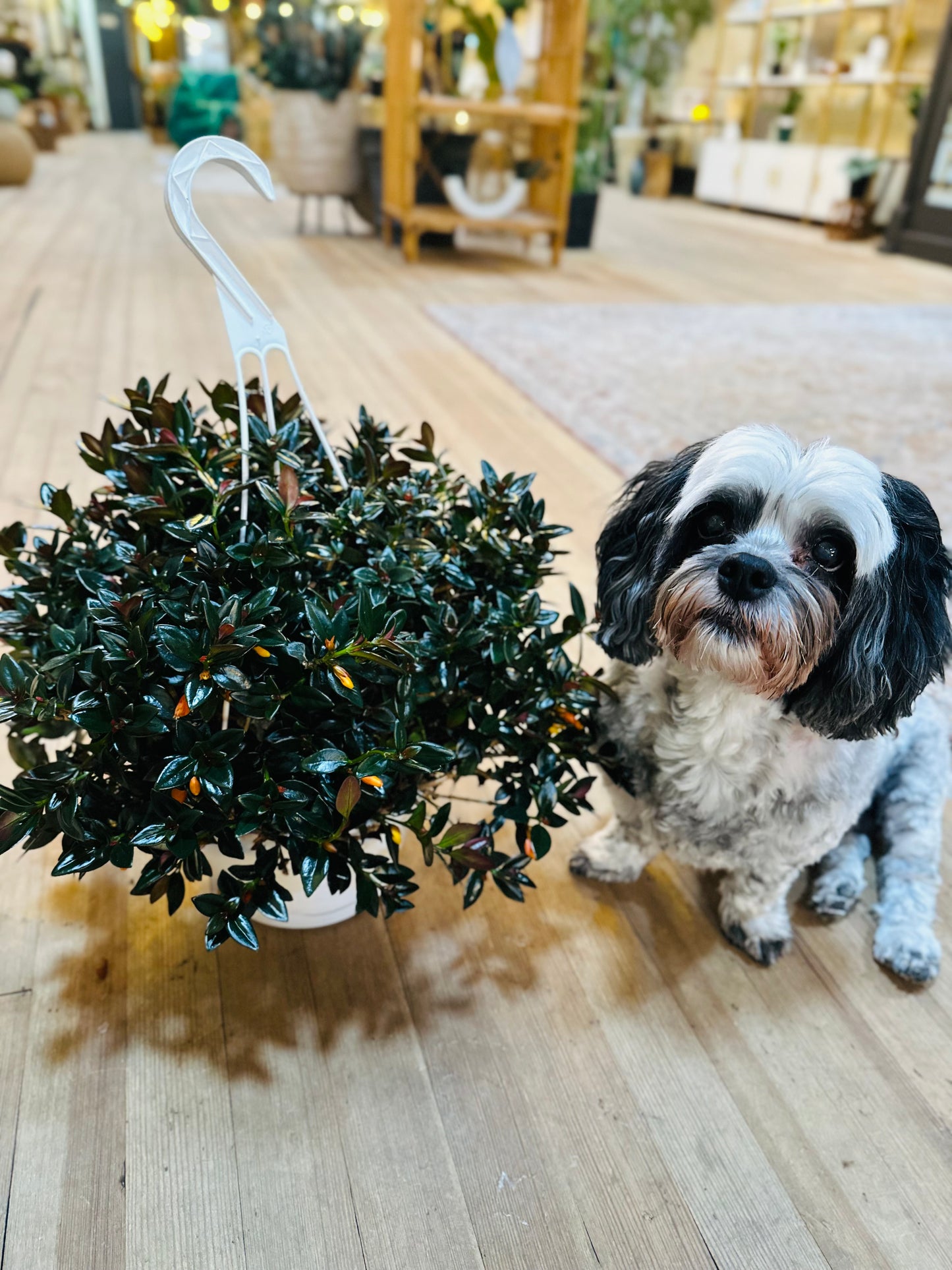 8" Black Goldfish Basket