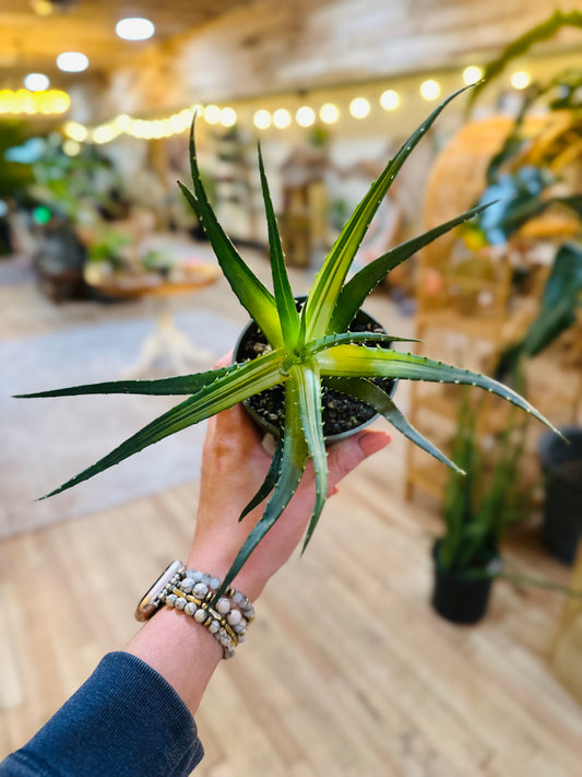 4" Aloe Vera Solar Flare