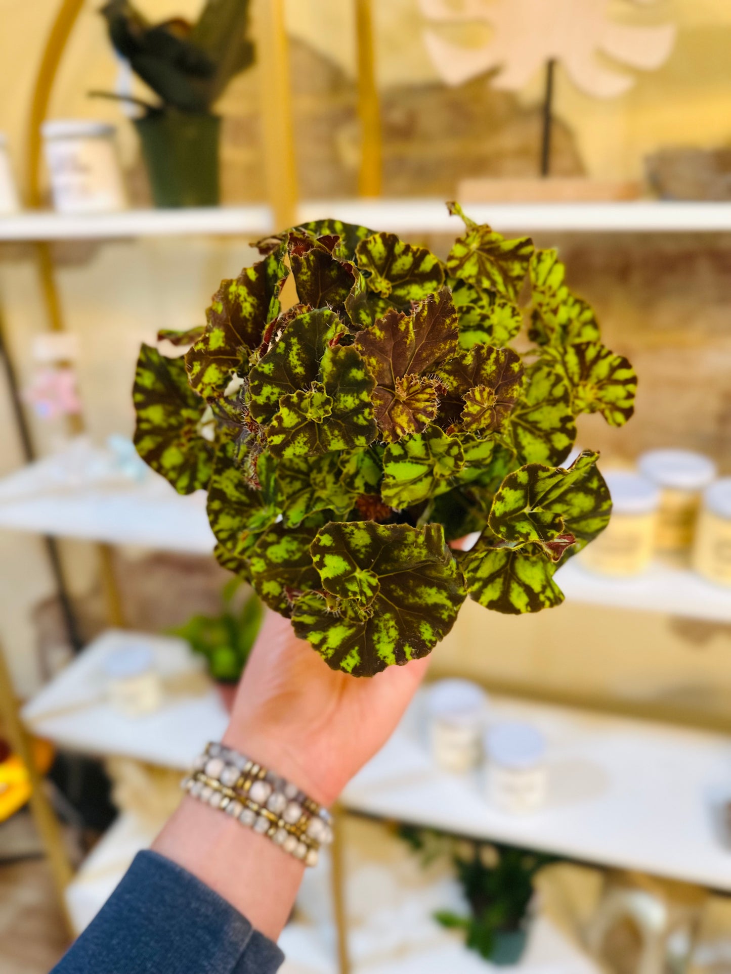 6" Begonia Zumba