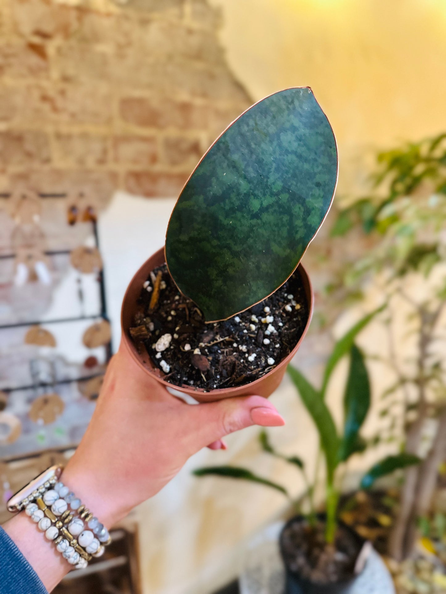 4" Whale Fin Snake Plant