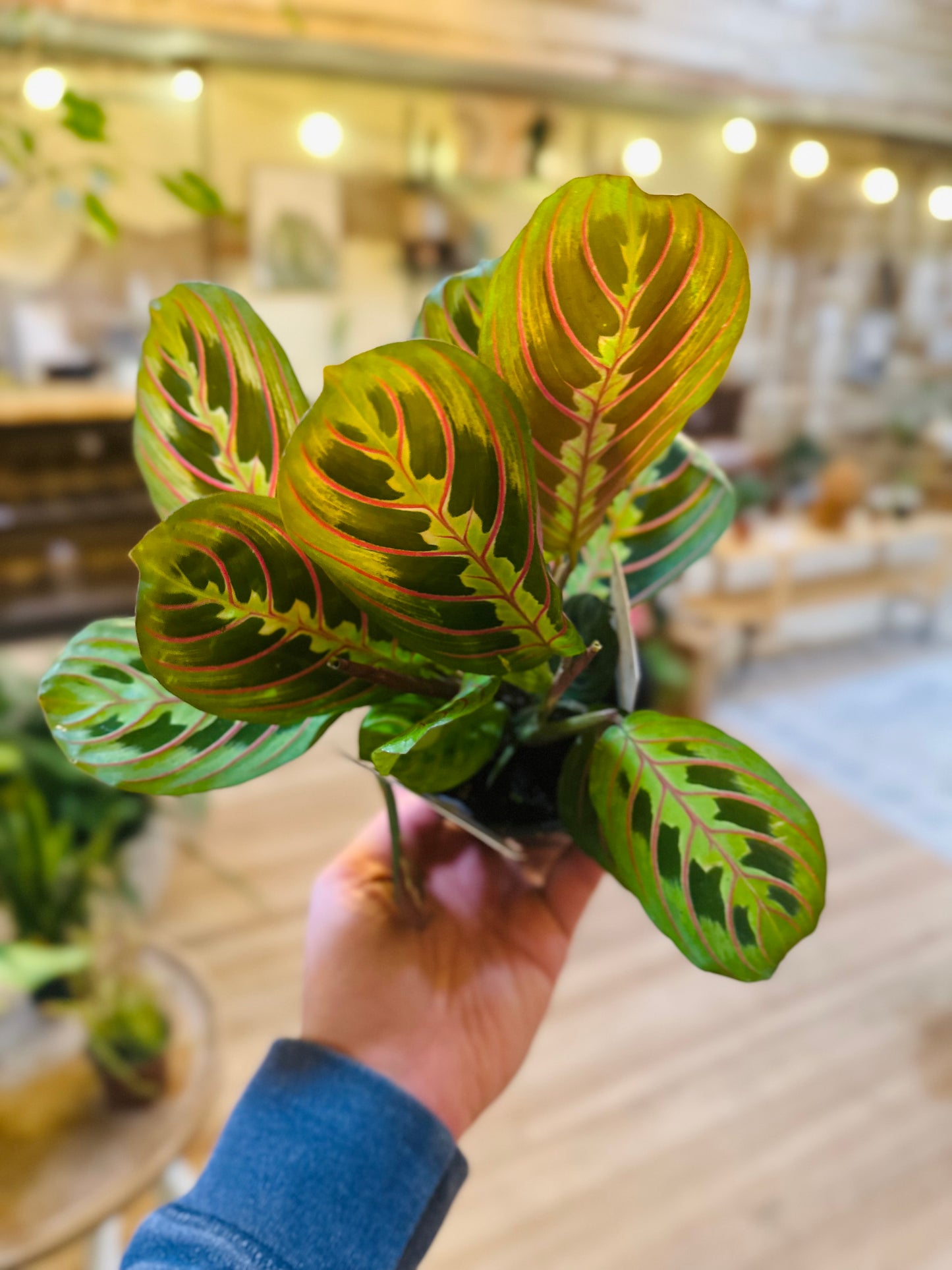 4" Maranta Red