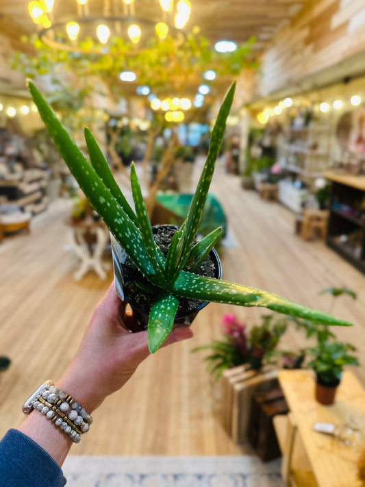 4" Aloe Vera