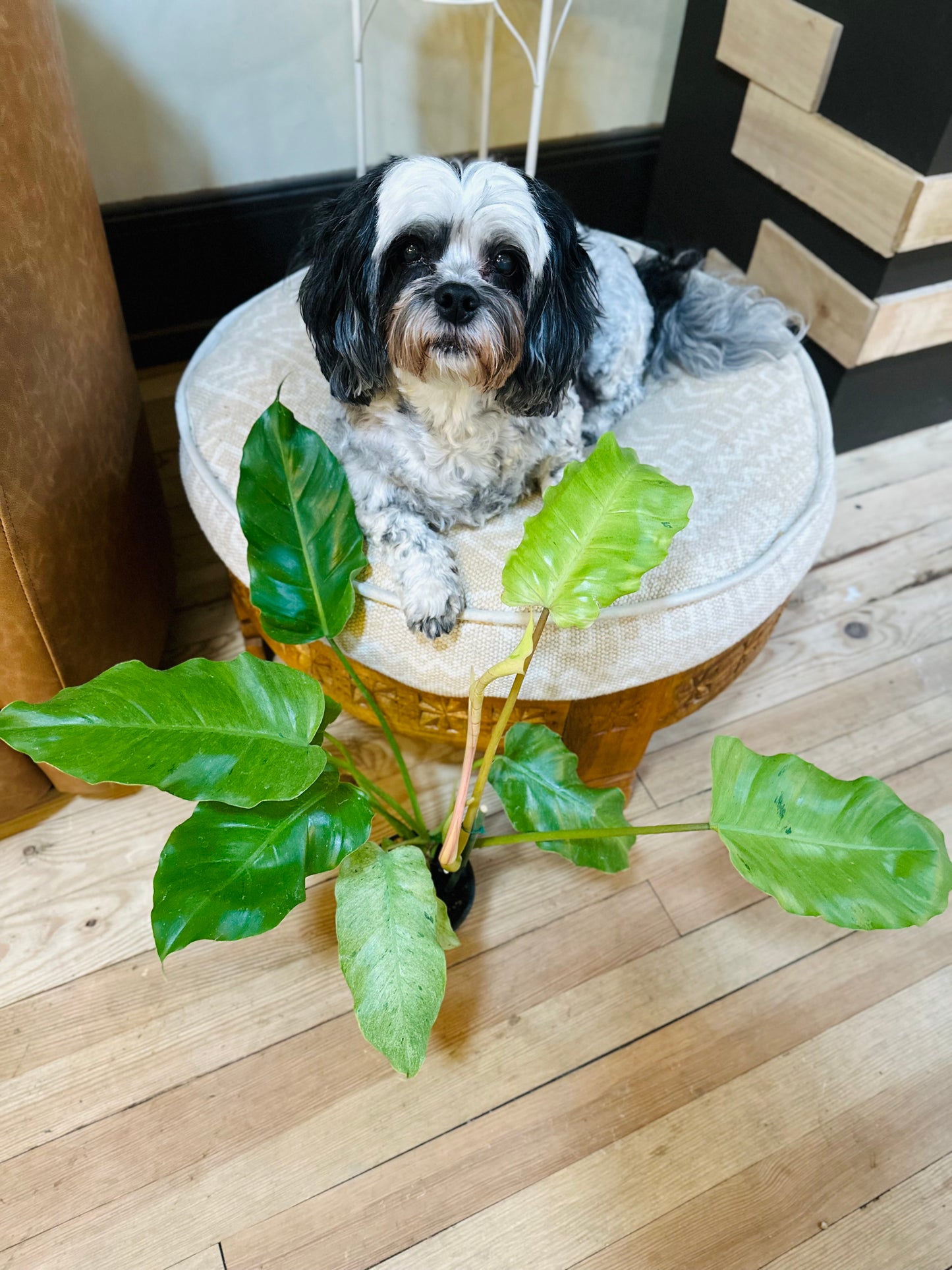 4" Philodendron Snowdrift