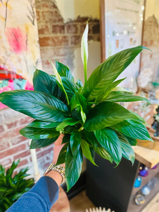 4” Peace Lily