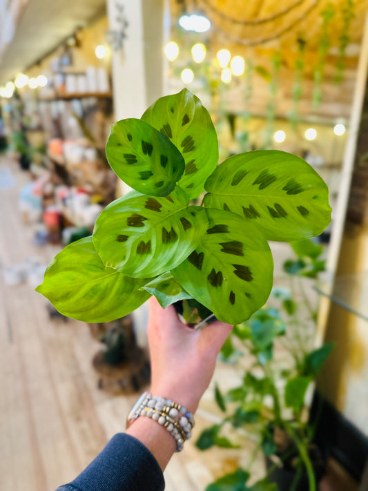 4" Maranta Rabbit Tracks