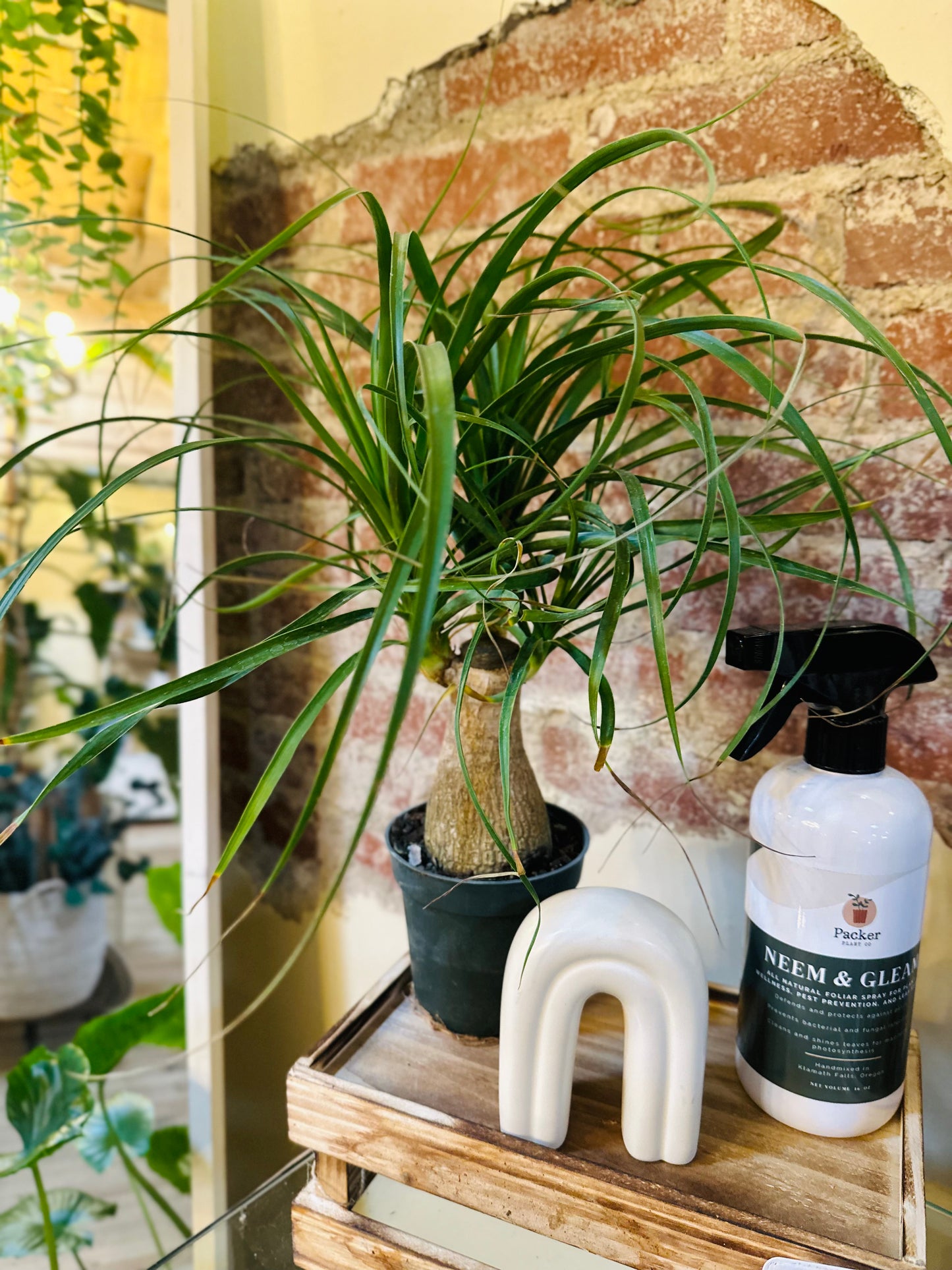 4" Ponytail Palm