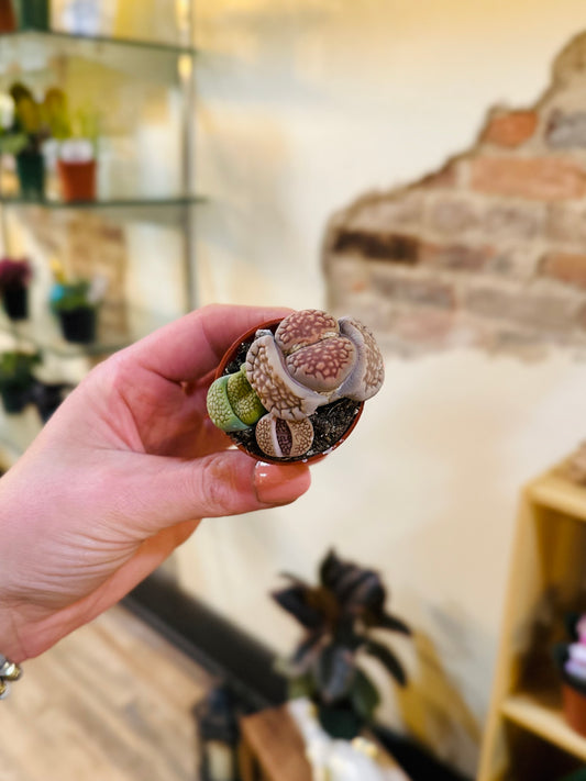 1.5" Lithops