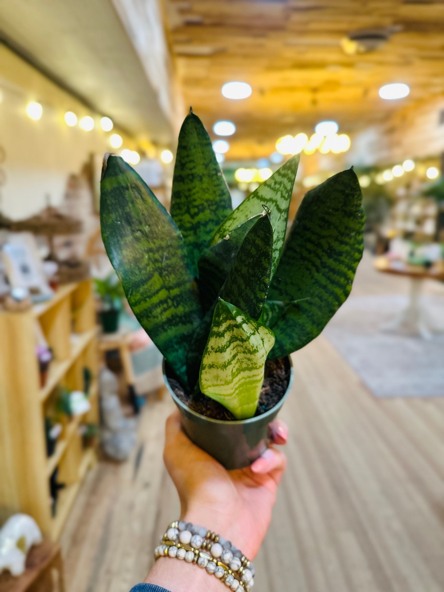 4" Zeylanica Snake Plant