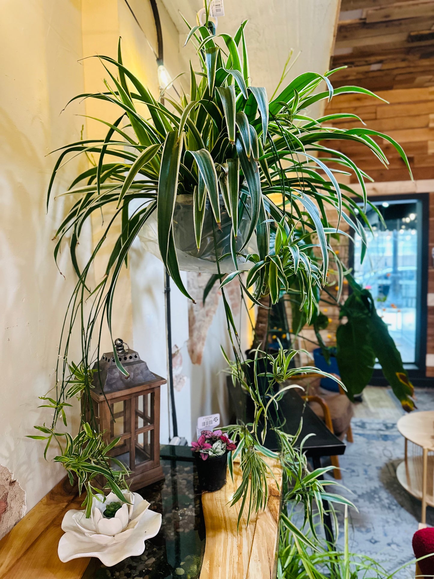 8" Spider Plant Basket