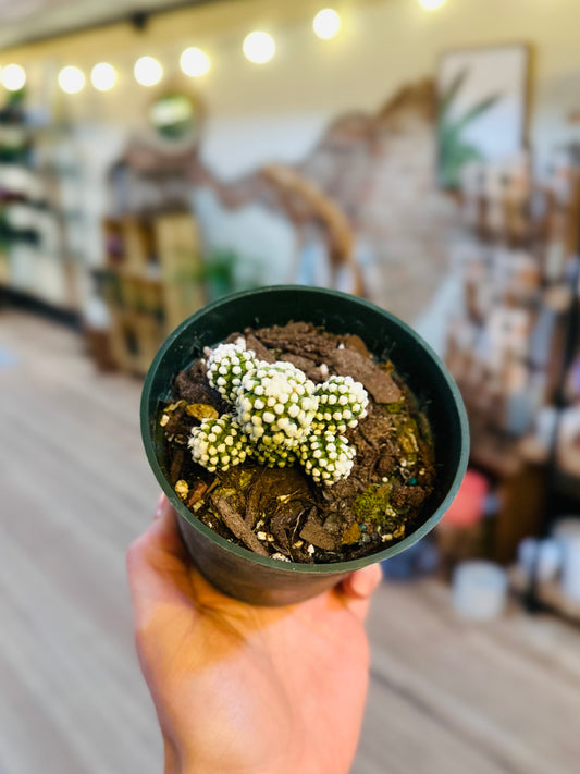 4" Arizona Snowcap Cactus