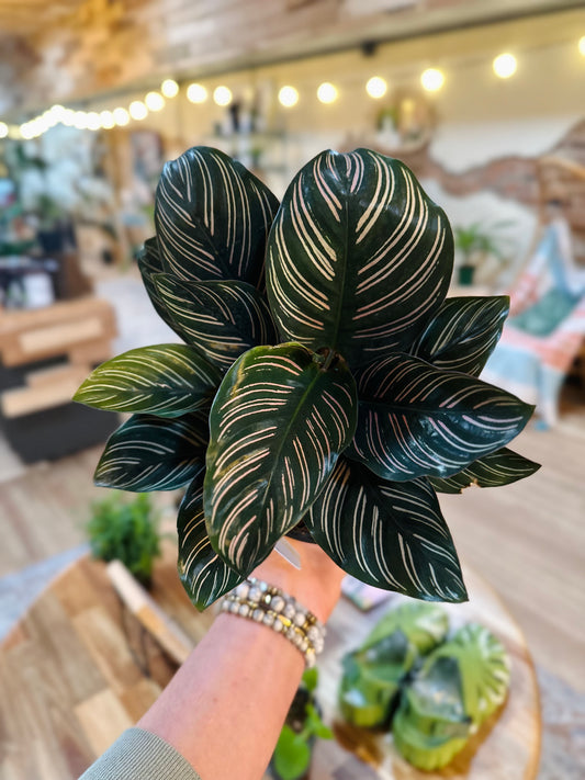 6" Calathea Ornata