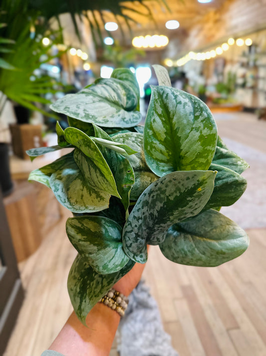 6" Scindapsus Silver Satin