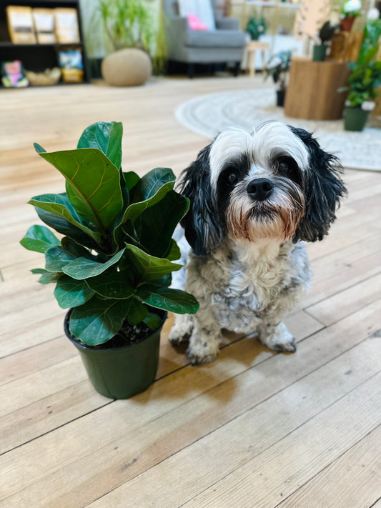 6" Ficus Bambino