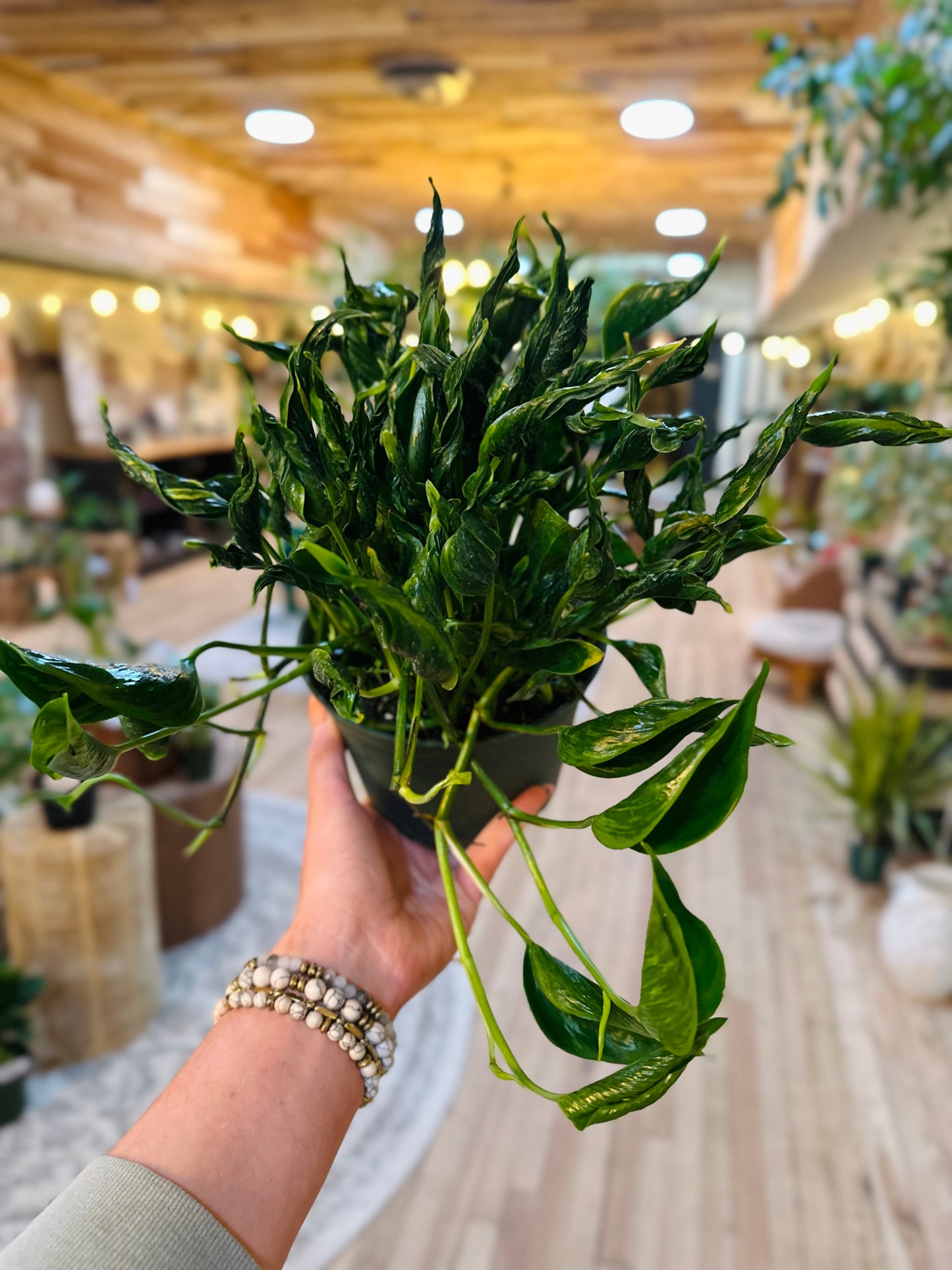 6" Pothos Shangri La