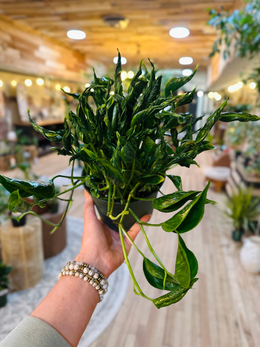 6" Pothos Shangri La