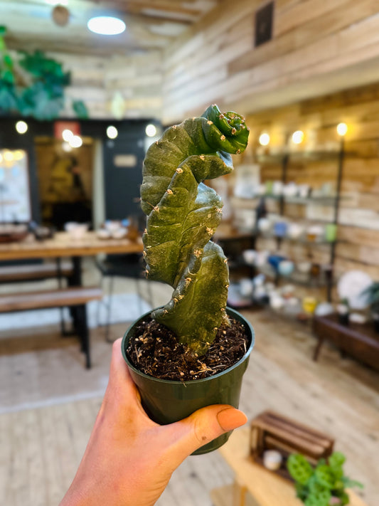 4" Cereus Forbesii Spiralis Cactus