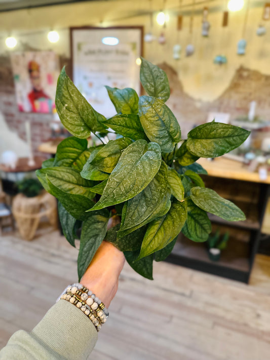 6" Monstera Siltepecana