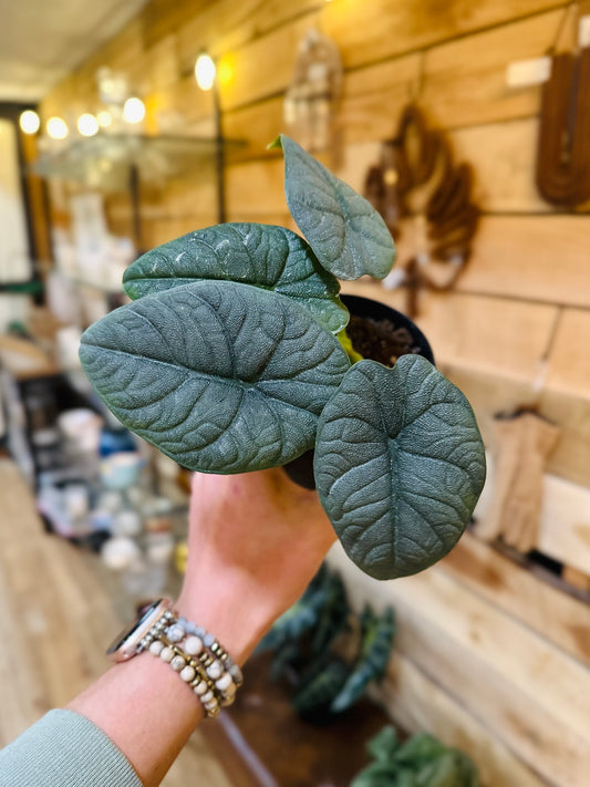 4" Alocasia Melo