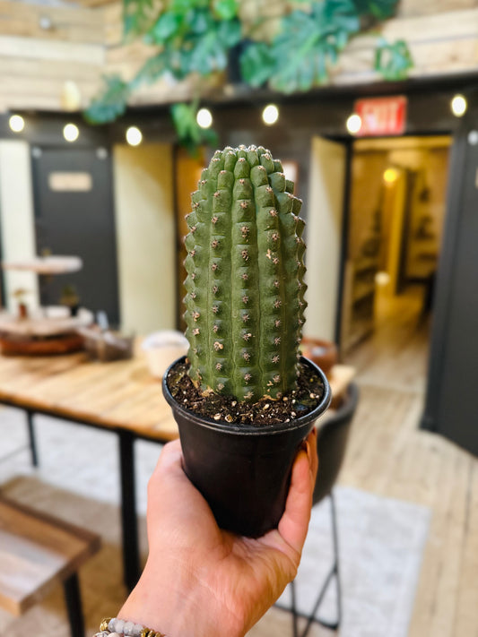 4" Short-Spined Torch Cactus