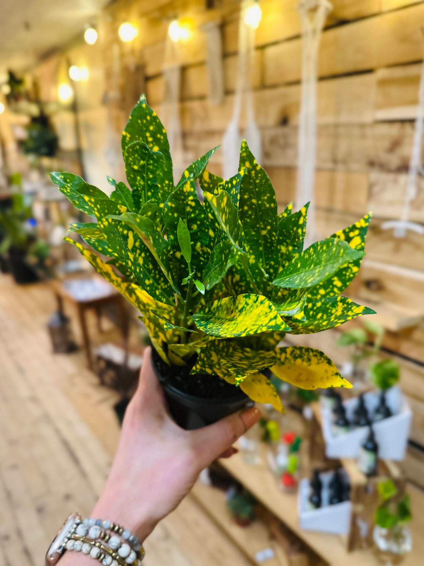 4" Gold Dust Croton