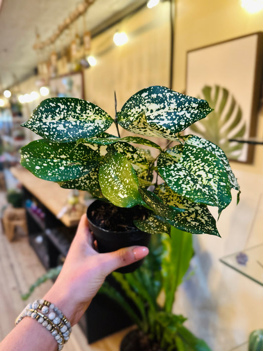 4" Dracaena Florida Beauty