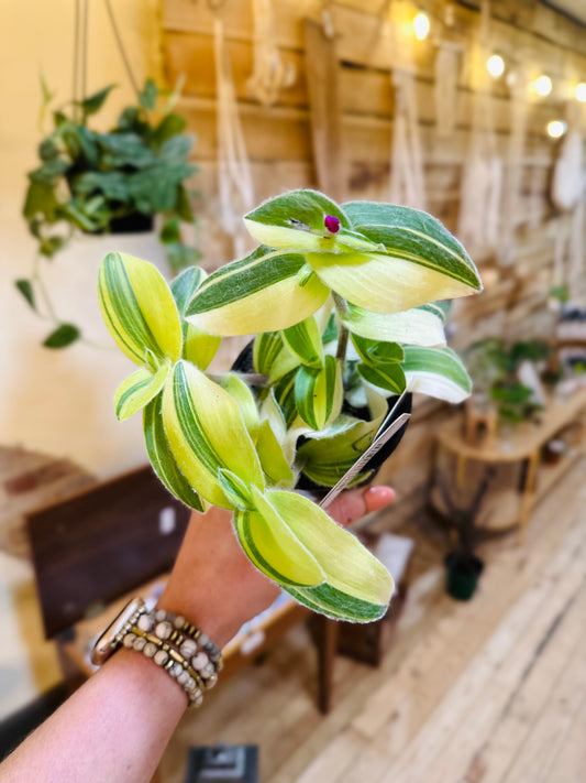 4" Variegated Velvet Tradescantia