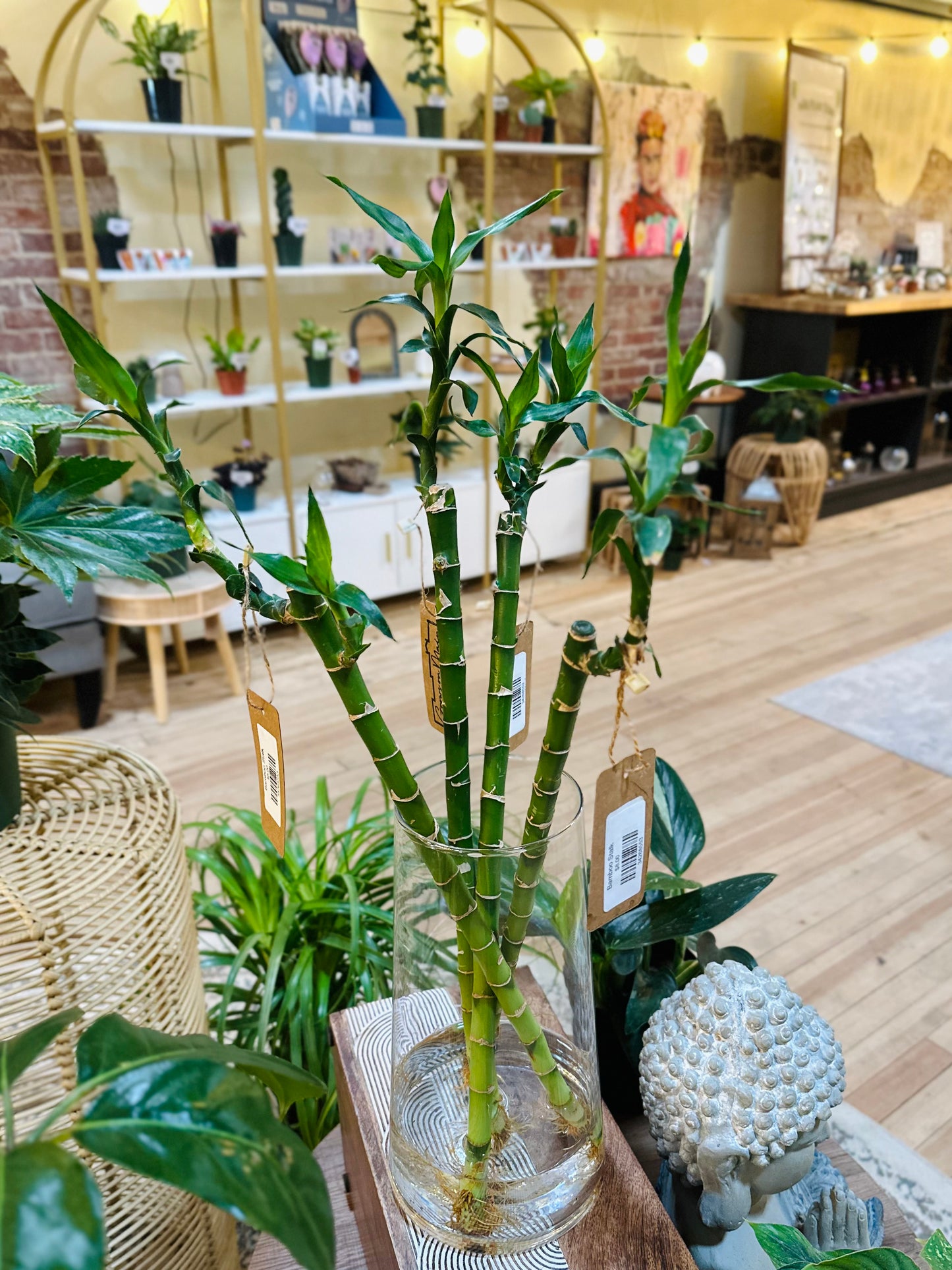 Bamboo Stalk