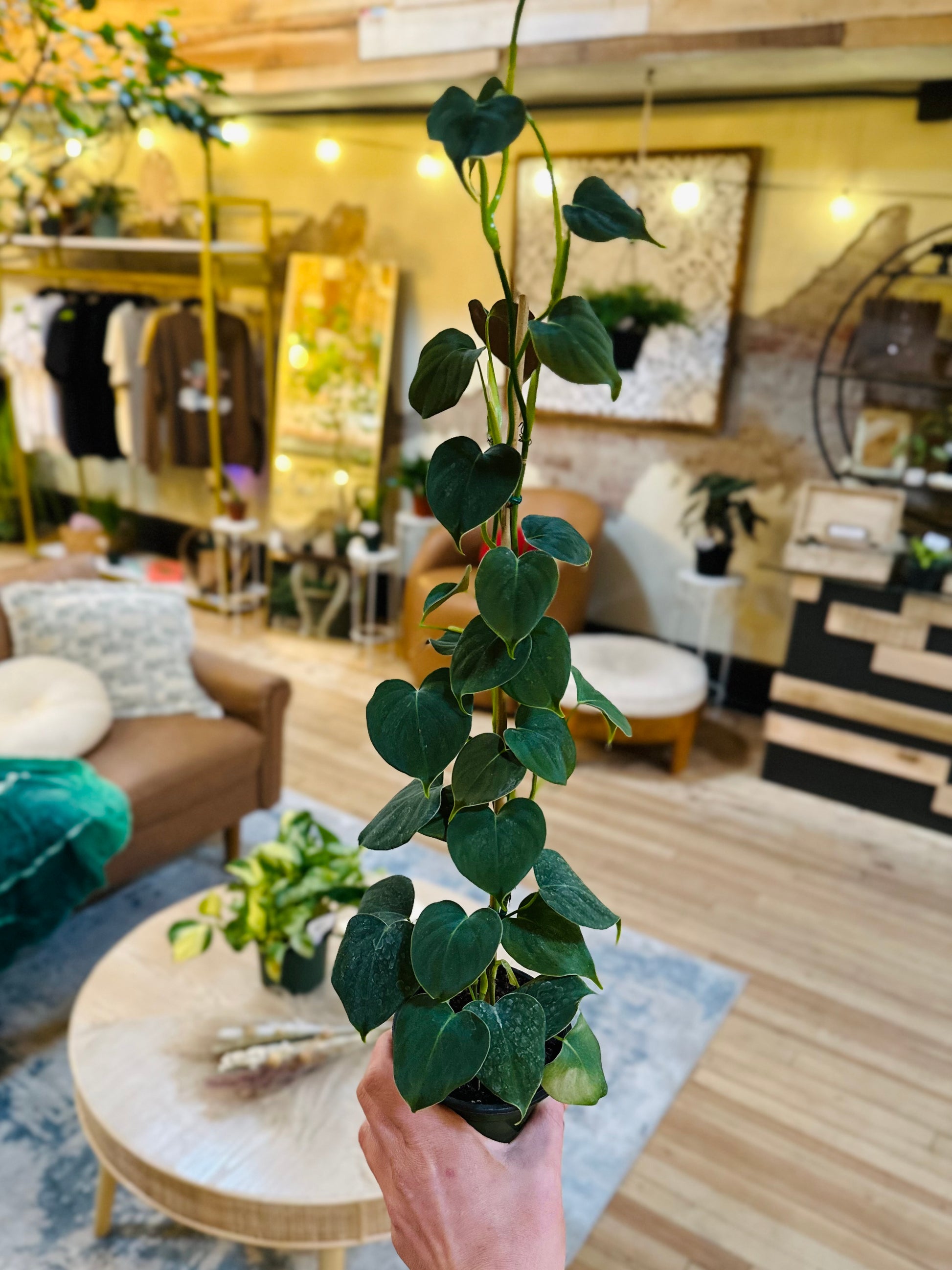 philodendron cf lupinum 4" Philodendron Lupinum