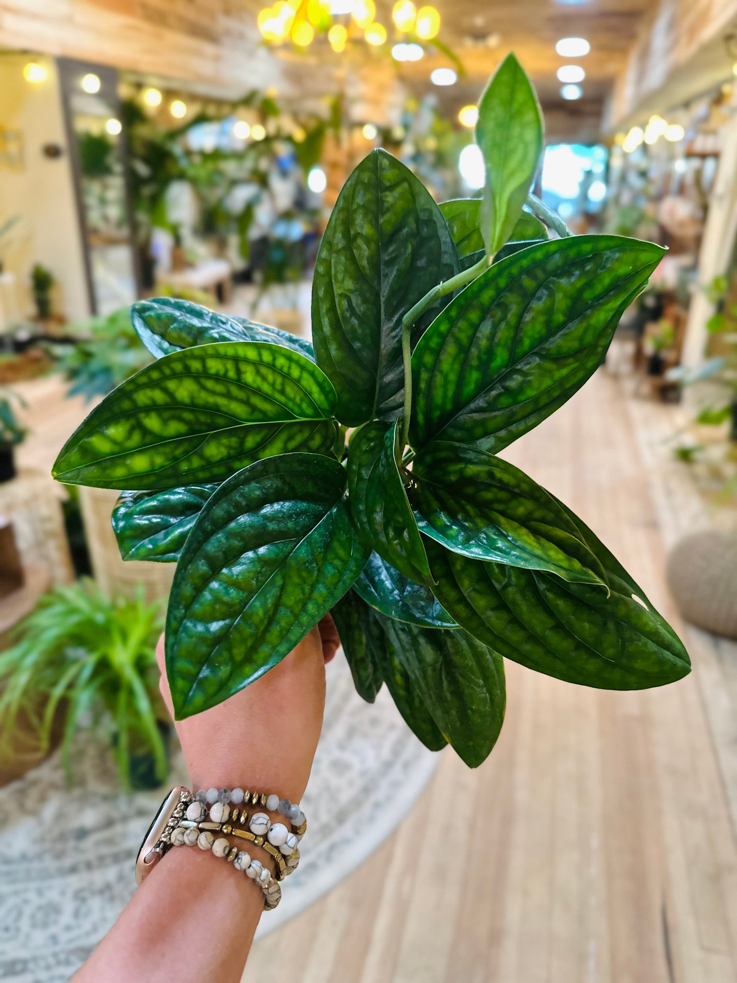 4" Monstera Peru